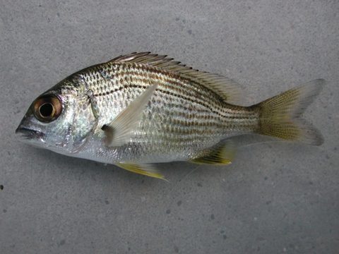 Sargo australiano (Acanthopagrus australis)