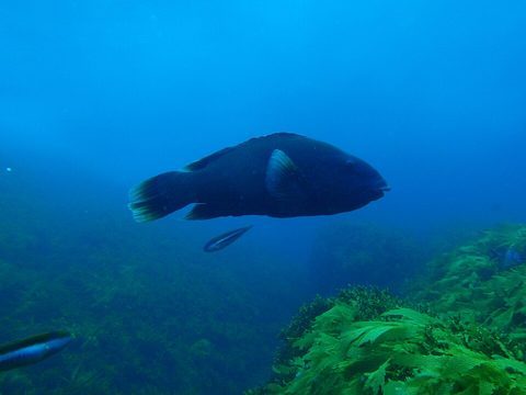 Vieja azul australiana (Achoerodus gouldii)