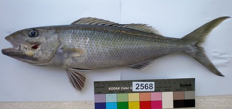 Pargo verde (Aprion virescens)