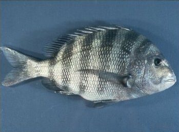 Sargo chopa (Archosargus probatocephalus)