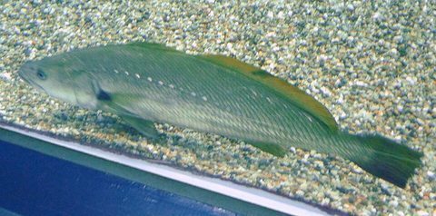 Corvina japonesa (Argyrosomus japonicus)