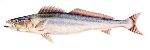 Corvina geelbek (Atractoscion aequidens)