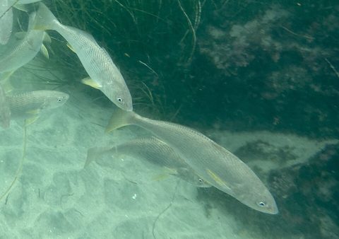 Corvina blanca (Atractoscion nobilis)