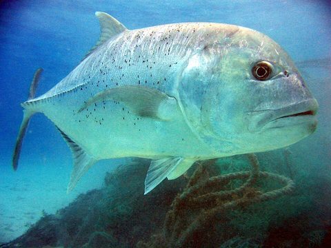 Jurel gigante (Caranx ignobilis)