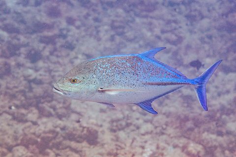 Jurel de aletas azules (Caranx melampygus)
