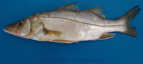Róbalo chucumite (Centropomus parallelus)