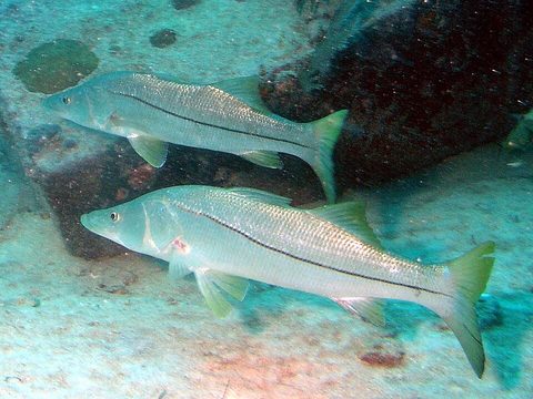 Róbalo (Centropomus undecimalis)
