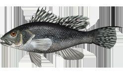 Serrano estriado (Centropristis striata)