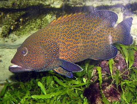 Mero de puntos azules (Cephalopholis argus)