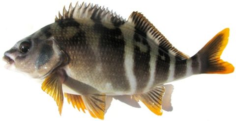Pintadilla (Cheilodactylus variegatus)