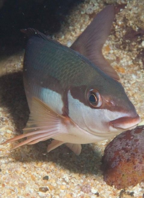 Pez cebra (Chirodactylus brachydactylus)