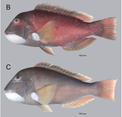 Baldchin groper (Choerodon rubescens)