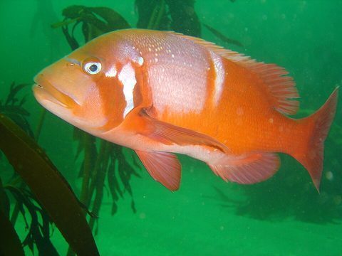 Roman (Chrysoblephus laticeps)