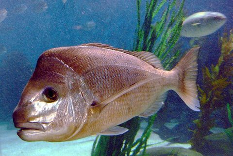 Pargo australiano (Chrysophrys auratus)