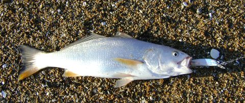 Corvina (Cilus gilberti)