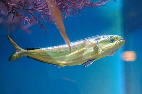 Dorado (Coryphaena hippurus)