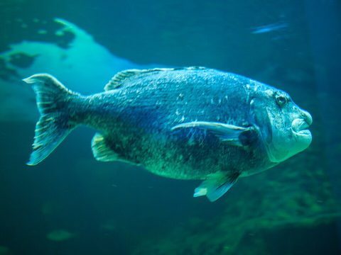 Poenskop (Cymatoceps nasutus)
