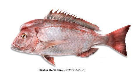 Sama de pluma (Dentex gibbosus)