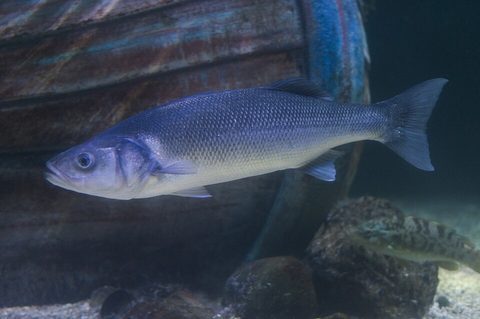 Lubina (Dicentrarchus labrax)