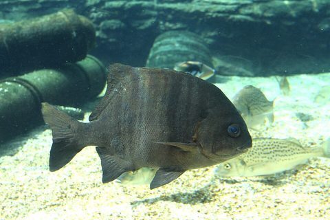 Galjoen (Dichistius capensis)
