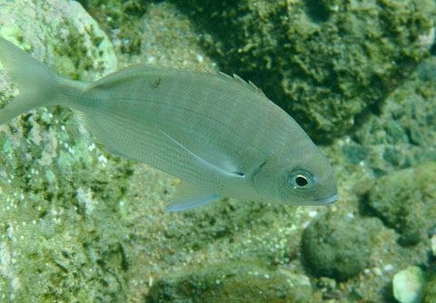 Sargo del Cabo (Diplodus capensis)