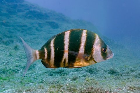 Sargo breado
