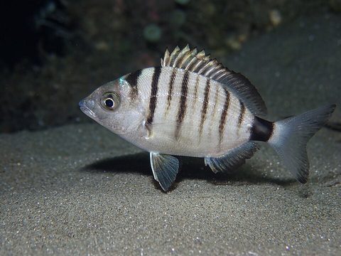 Sargo picudo