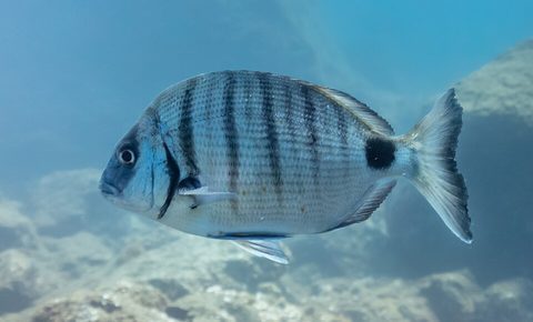 Sargo (Diplodus sargus)