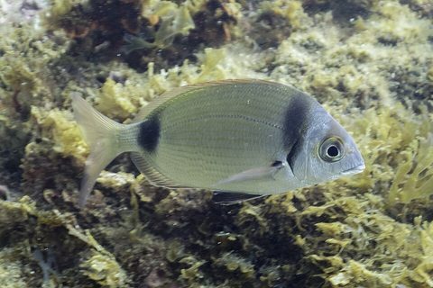 Mojarra (Diplodus vulgaris)
