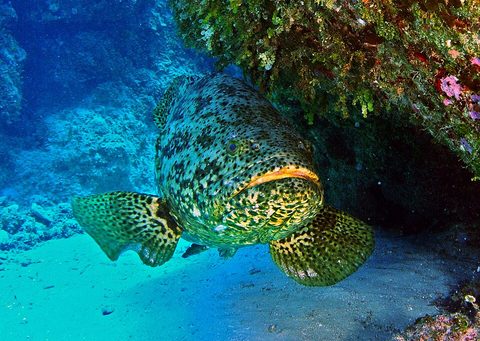 Mero guasa (Epinephelus itajara)