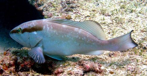 Mero americano (Epinephelus morio)
