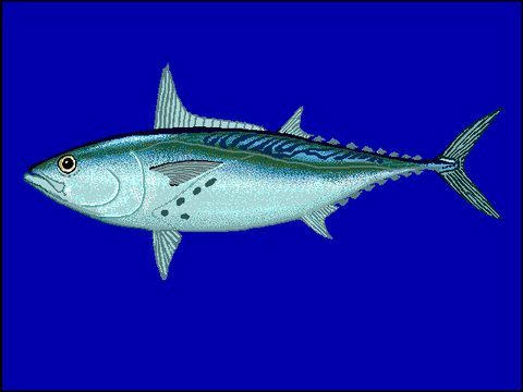 Bacoreta (Euthynnus alletteratus)