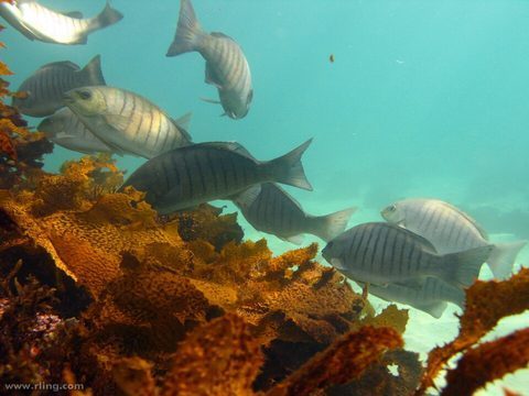 Chopa australiana (Girella tricuspidata)