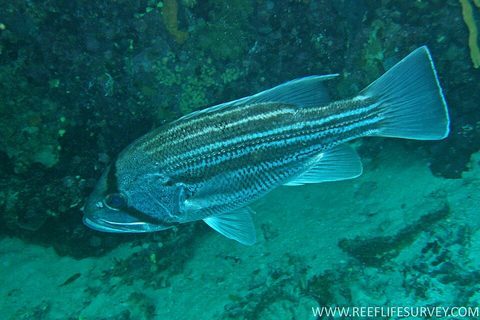 Dhufish (Glaucosoma hebraicum)