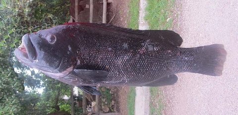 Vieja negra (Graus nigra)