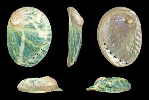 Abulón greenlip (Haliotis laevigata)