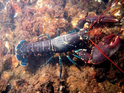 Bogavante (Homarus gammarus)