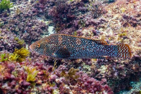 Maragota (Labrus bergylta)