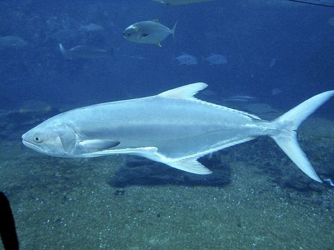 Palometón (Lichia amia)