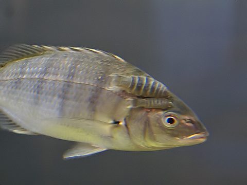Steenbras blanco (Lithognathus lithognathus)