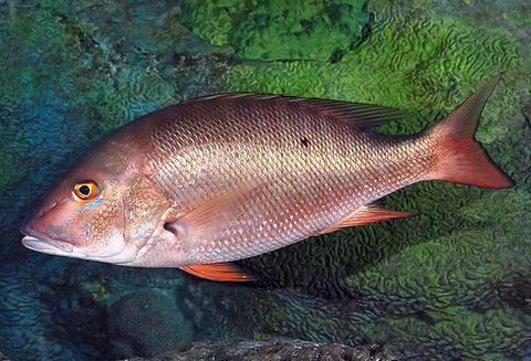 Pargo criollo (Lutjanus analis)