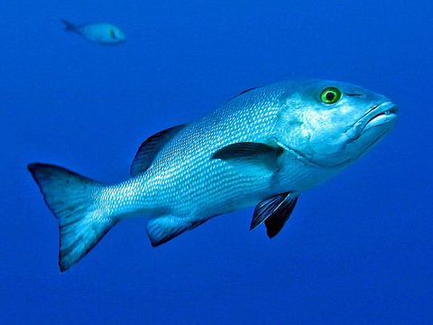 Pargo rojo de arrecife (Lutjanus bohar)