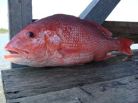 Pargo rojo (Lutjanus campechanus)