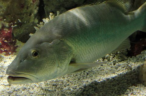 Cubera (Lutjanus cyanopterus)