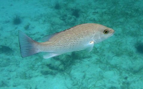 Pargo mangle (Lutjanus griseus)