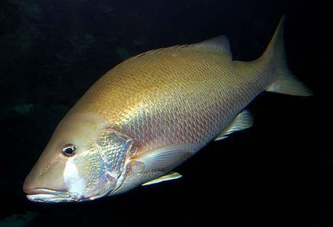 Pargo perro (Lutjanus jocu)