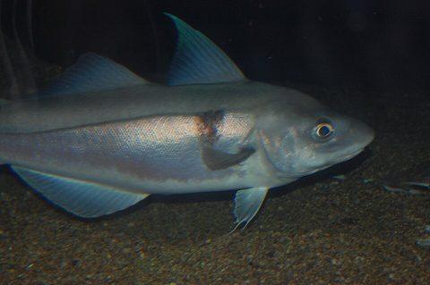 Eglefino (Melanogrammus aeglefinus)