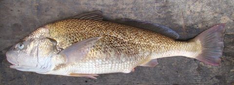 Corvina rubia (Micropogonias furnieri)