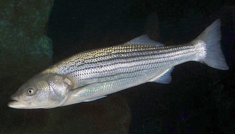 Lubina rayada (Morone saxatilis)