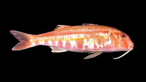 Salmonete (Mullus surmuletus)